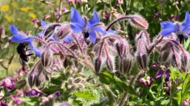 Borage, baharat çiçeği ve bir Alman bahçesinde ekilmiş tıbbi bitki türleri korumak için böcek otlağı olarak kullanılıyor.