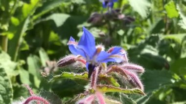 Borage, baharat çiçeği ve ilaç bitkisi yazın Almanya 'da bir bahçede böcek otlağı olarak yetiştirilir.