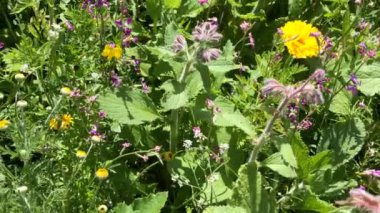 Yazın Almanya 'da bir bahçede bir sürü farklı çiçek bulunan çayır, böcek otlağı olarak türleri korumak için ekilmiş.