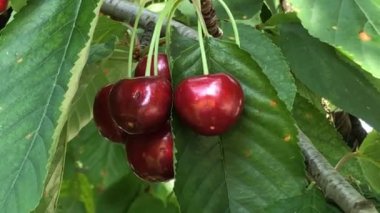 Yazın Almanya 'da bir ağaçta olgunlaşmış kirazlar. Yakın plan çekime yakınlaş.