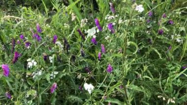 Almanya 'da yaz mevsiminde bir bahçede çeşitli çiçek ve böceklerin bulunduğu çayır, türlerin korunması için yetiştirilmiştir.