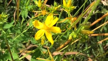 St. John 's otu, çiçekli şifalı bitki, yakın çekime yakınlaş.