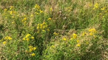 St. John 's otu, çiçekli şifalı bitki, yazın Almanya' da yakınlaştırmalı tarla.