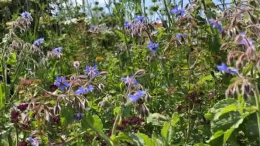 Bir sürü renkli çiçekli çayır, türlerin korunması ve böceklerin korunması için ekilmiş, kamera görüntüsü