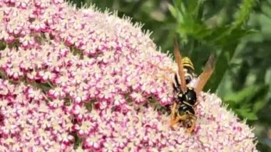 Kağıt eşekarısı, yazın Almanya 'da bir havuç çiçeğinin üzerinde, makro manzaralı.