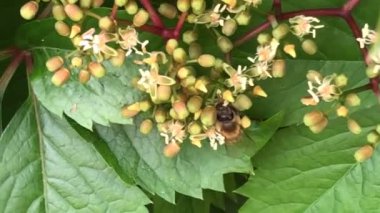 Yaban üzümü, yazın başında çiçekler, arılar, arılar...