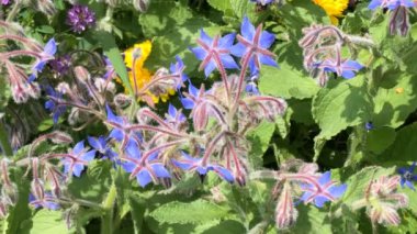 Borage, baharat çiçeği ve ilaç bitkisi yazın Almanya 'da bir bahçede