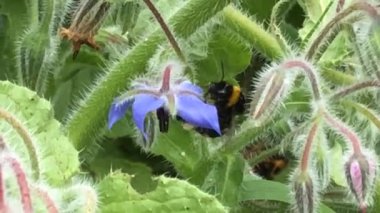 Kuzey beyaz kuyruklu yaban arısı, beyaz kuyruklu yaban arısı Almanya 'da yaz mevsiminde bir çiçek açtı.