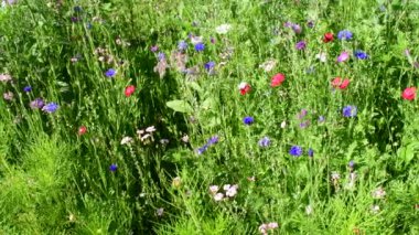 Yazın güzel çiçekleri olan çayır, kamera yavaşça ilerliyor.