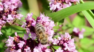 Bal arısı Almanya 'da Oregano çiçeğinin üzerinde, makro manzara