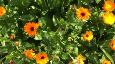 Yazın güzel çiçekleri olan çayır, kamera yavaşça ilerliyor.