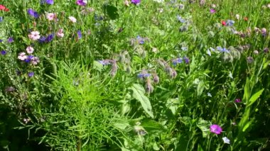 Yazın güzel çiçekleri olan çayır, kameralar sağdan sola doğru yavaşça ilerliyor. 