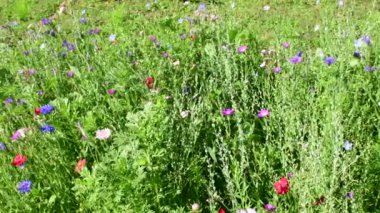 Yazın güzel çiçekleri olan çayır, kameralar sağa doğru yavaşça ilerliyor.