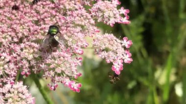 Yazın Almanya 'da yaygın yeşil şişe havuç çiçeğinin üzerinde uçar, makro manzara.