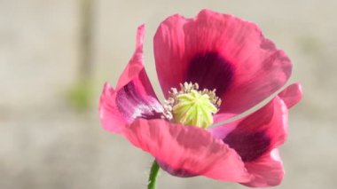 Yazın Almanya 'da bir bahçede çiçekli afyon haşhaşı, çiçekli ilaç