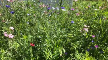 Yazın güzel çiçekleri olan çayır, kamera yavaşça ilerliyor. 