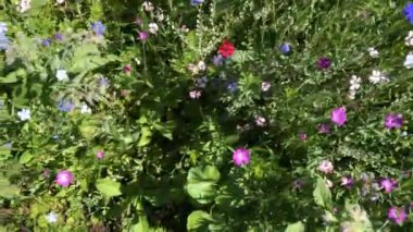 Yazın güzel çiçekleri olan çayır, kamera yavaşça ilerliyor.