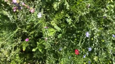 Yazın güzel çiçekleri olan çayır, kamera yavaşça ilerliyor.