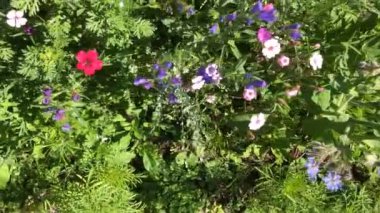 Yazın güzel çiçekleri olan çayır, kamera yavaşça ilerliyor.