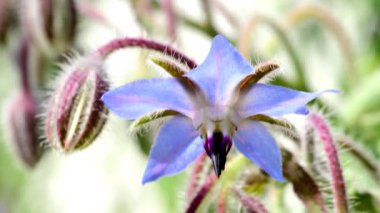 Yazın çiçek açan bahçe, makro manzara
