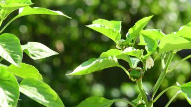 # Çiçekli biber bitkileri ve yeşil meyveler # # Yazın yakın plan çekimlerinde #