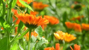 Yazın kadife çiçeği, bulanık kadife çiçekleri tarlasında