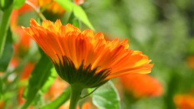 Yazın kadife çiçeği, bulanık kadife çiçekleri tarlasında