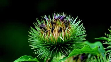 Daha büyük burdock, Almanya 'da yaz aylarında çiçekli tıbbi bitki.