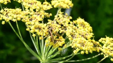 Almanya 'da yaz aylarında rezene, şifalı bitki ve baharatlı çiçek ve kağıt eşekarısı.