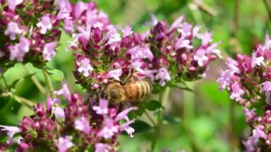 Oregano, baharat ve arılı şifalı bitki, makro görünüm.