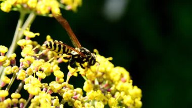 Almanya 'da yaz aylarında sarı bir rezene çiçeğine sarılı kağıt eşekarısı, makro manzara