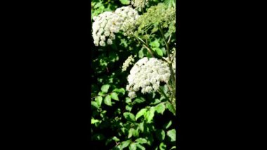 Angelica, yazın Almanya 'da çiçekli şifalı bitki, bir sürü böceği olan çiçek.