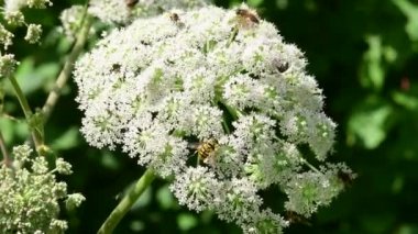 Angelica, yazın Almanya 'da çiçekli şifalı bitki, bir sürü böceği olan çiçek.