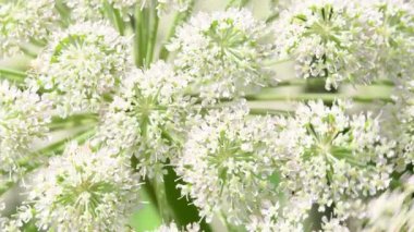 Angelica, yazın Almanya 'da çiçekli şifalı bitki, böcekli çiçeğin makro görüntüsü.