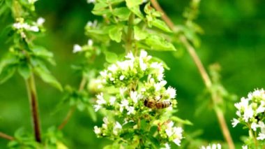Oregano, baharat ve arılı şifalı bitki.