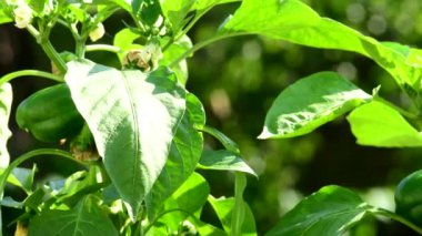 Yazın yakın planda yeşil meyve ve çiçeklerle biber bitkisi, soldan sağa doğru kamera sürücüsü.