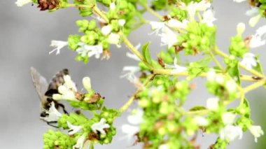 Almanya 'da beyaz yabani Oregano çiçeğinin üzerindeki arı
