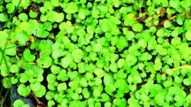 Su teresi, taze yenebilir bitki ve tıbbi bitki, genç tereye yakın çekim, kamerayla sağa doğru.