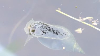 Büyük gölet salyangozu bir göletin su yüzeyinde süzülür, makro manzaralı.