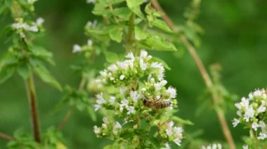 Oregano, baharat ve arılı şifalı bitki, yakın plan.