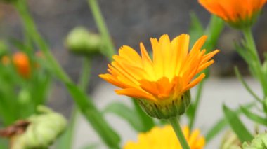 Genel kadife çiçeği ve yeşili olan tıbbi bitki, bulanık arkaplan, yakın plan.