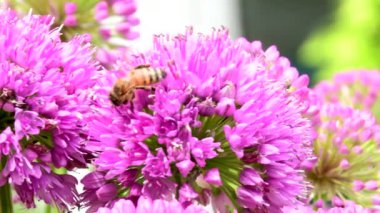 Bal arısı yazın Almanya 'da bir Allium çiçeğinin üzerinde, makro manzara