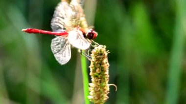 Almanya 'da yazın çimlerin üzerinde oturan darter, makro manzara.