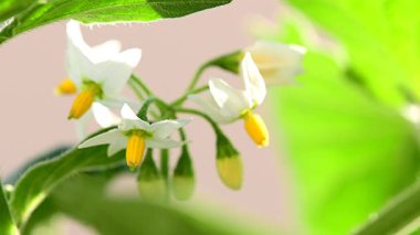 Solanum nigrum, çiçekli ve yapraklı tıbbi bitki, yakın plan.