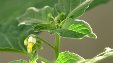Solanum nigrum, çiçekli ve yapraklı tıbbi bitki, yakın plan.