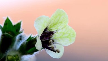 Beyaz Henbane, çiçekli ilaç bitkisi, pembe arka planda makro görüş.