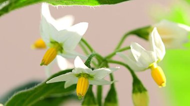 Solanum nigrum, çiçekli ve yapraklı tıbbi bitki, yakın plan.