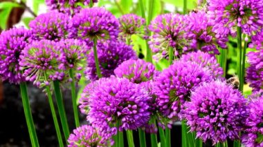 Arılı Allium çiçekleri, soldan sağa kamera sürücüsü