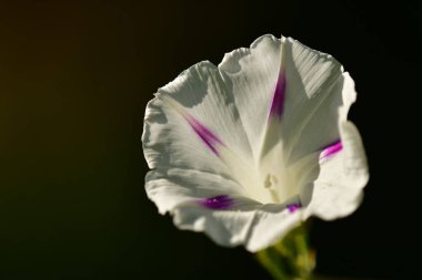 morning glory with flower, drug of the aztecs on a dark background clipart