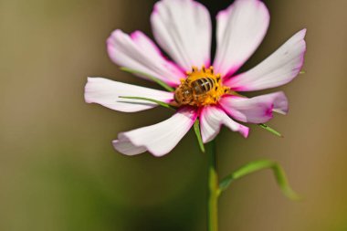 Cosmea, bal arılı çiçek yeşil, bulanık arka planda